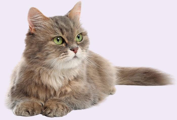 Grooming for Cat Douglas Shire