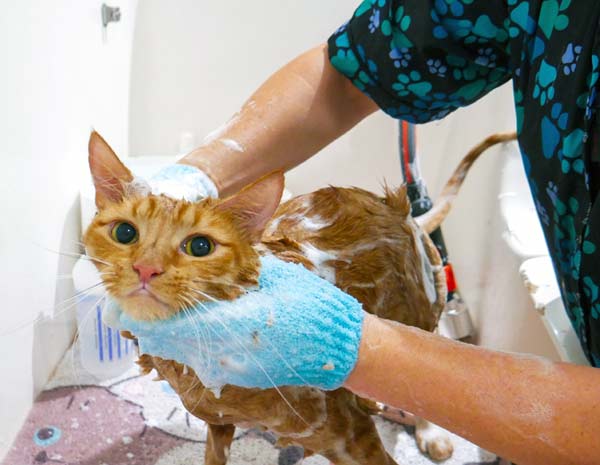 Cat Wash