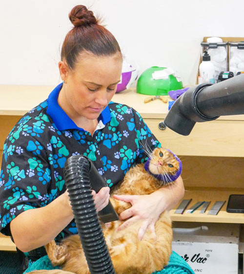 Cat blow dry service