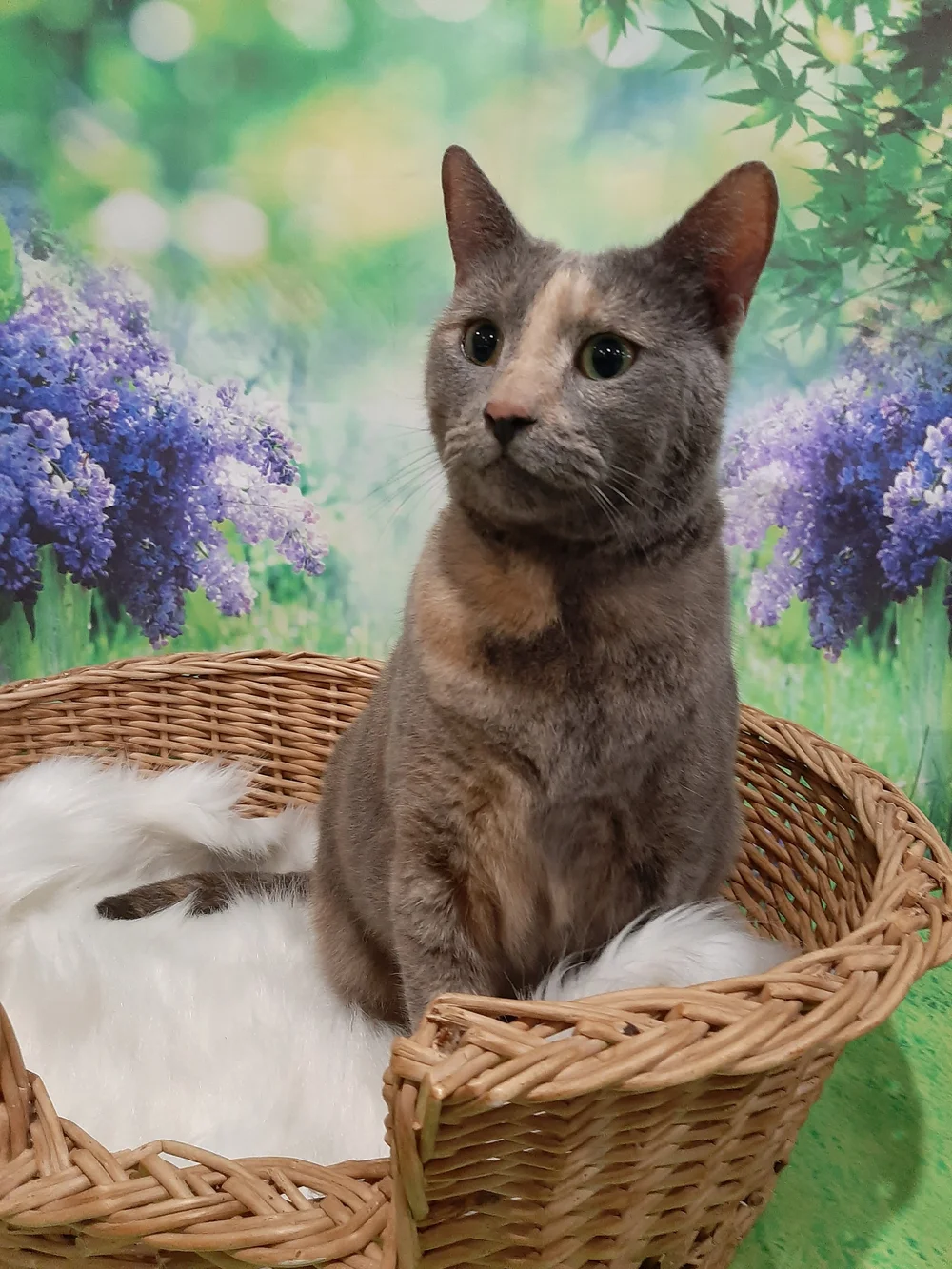 Deshed Treatment Short Hair